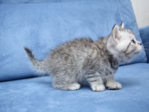 Kitten over blue couch