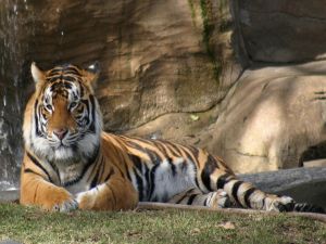 A large tiger lying