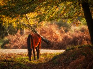 Horse eating in a meadow