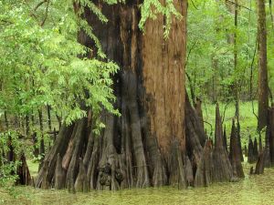 Trunk of a cypress