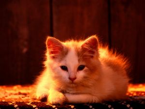 A kitten in carpet