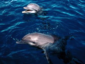 Dolphins with their heads out of the water