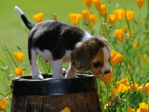 Puppy on a barrel smelling the flowers