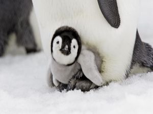 Little penguin under his mother