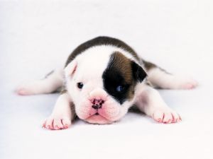 Puppy with black stains on muzzle