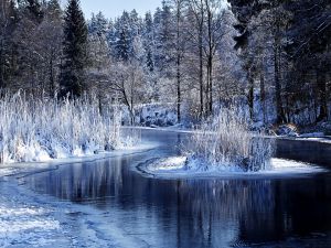 Forest and lake frozen