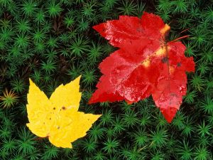 A red leaf and yellow other