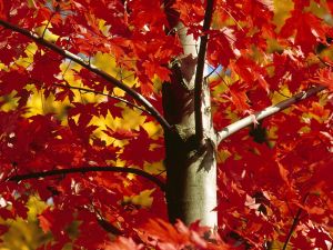 A maple with red leaves