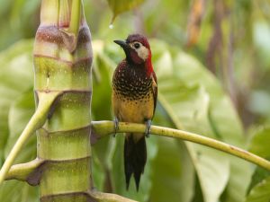 A bird on the branch of a large plant