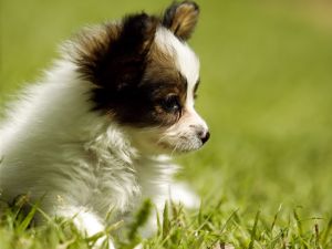 Sad puppy on grass
