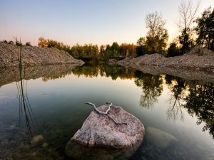 Dry branch over the stone