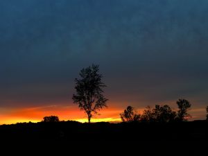 Lone tree at dusk