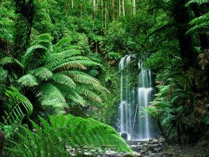 Beauchamp Falls in Beech Forest, Victoria (Australia)
