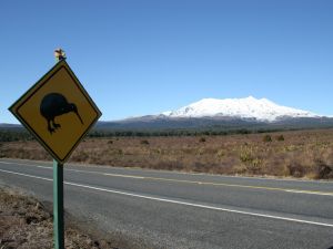 Warning sign, Kiwis on the road (New Zealand)