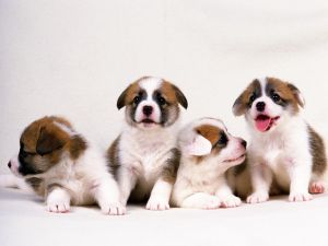 Four cute puppies