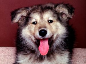 Puppy with tongue out