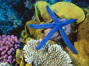 Blue starfish (Linckia laevigata)