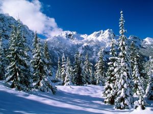 Big pine trees with snow