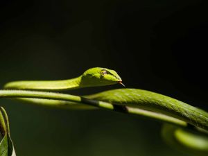 Green snake on a branch
