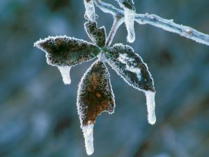 Leaf and branch covered with ice