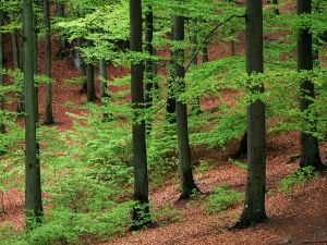 Green trees in forest