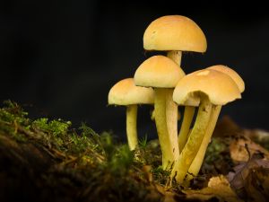 Group of mushrooms