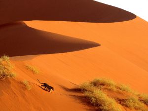 Leopard in the Namib-Naukluft National Park, Namibia