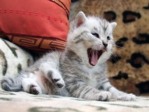 Kitten yawning