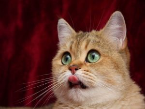 The cat's tongue