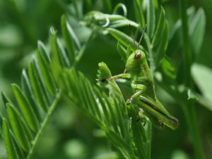 Grasshoppers and green leaves