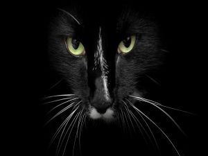 A black cat in the dark