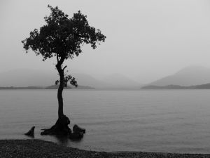 Tree on the shore