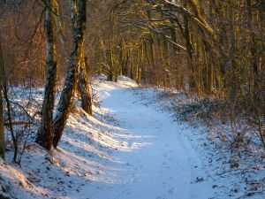 Path with snow