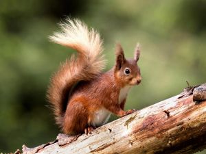 Red squirrel on a trunk
