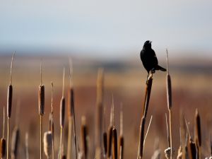 A blackbird