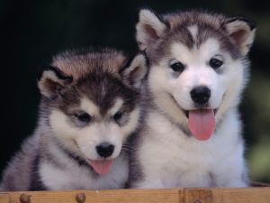 Two cute dogs with tongue out