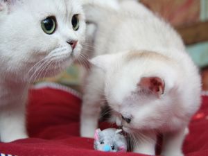 Cats and a toy mouse