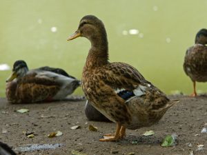 Ducks near water