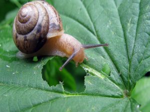 Snail eating a green leaf