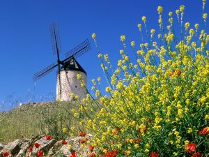 Windmill and flowers