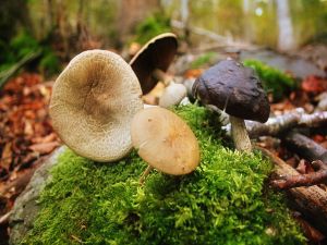 Mushrooms in the Moncayo (Spain)