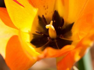 Interior of a yellow tulip