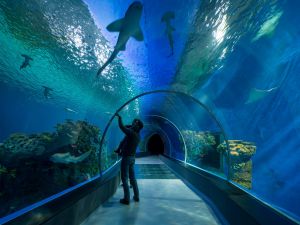 Visit to the aquarium
