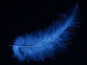 A blue feather