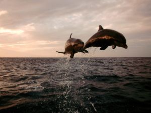 Dolphins in the air