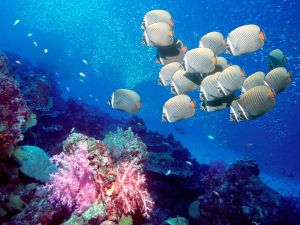 School of redtail butterflyfish