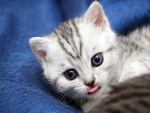 The little kitty tongue