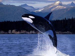 Great jumping of the killer whale