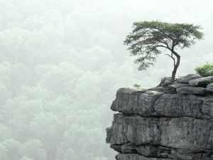 Tree on the rocks of the cliff