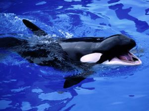 Small killer whale with mouth open